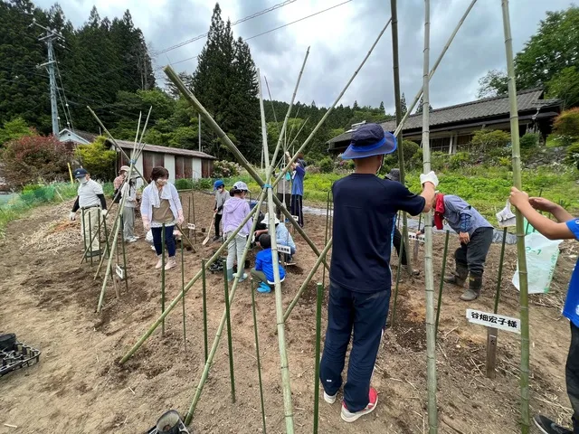 山菜の王様 自然薯オーナー募集_1