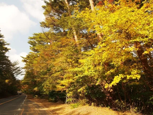 【紅葉・見ごろ】県道1号線_1