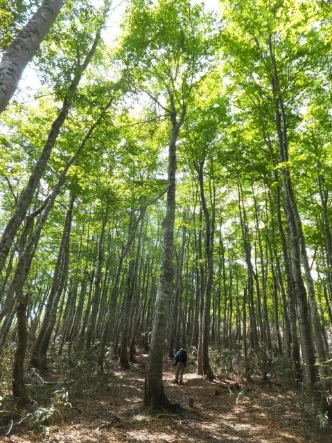 扇ノ山登山（平日版）_1