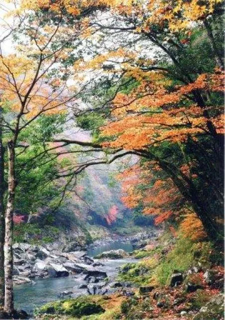 【紅葉・見ごろ】長門峡_1