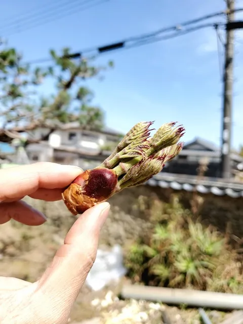 新玉ねぎの収穫と野山で山野草探し桜鯛の鯛めし・牡丹餅作り