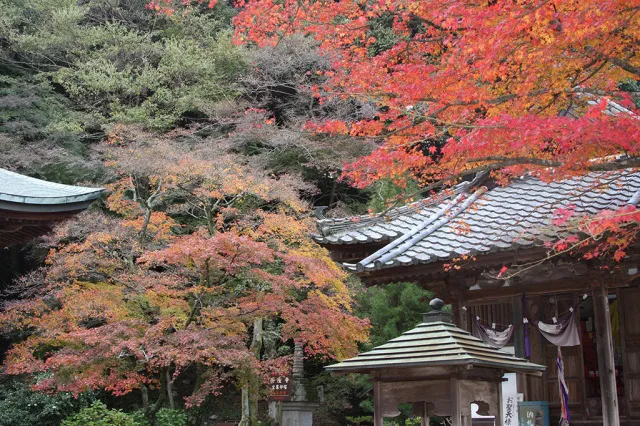 【紅葉・見ごろ】西山興隆寺_1