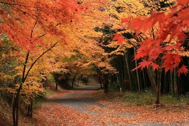 【紅葉・見ごろ】秋の小径_1