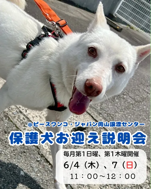 保護犬お迎え説明会（6月）_1