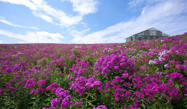 【花・見ごろ】あばしりフロックス公園_1