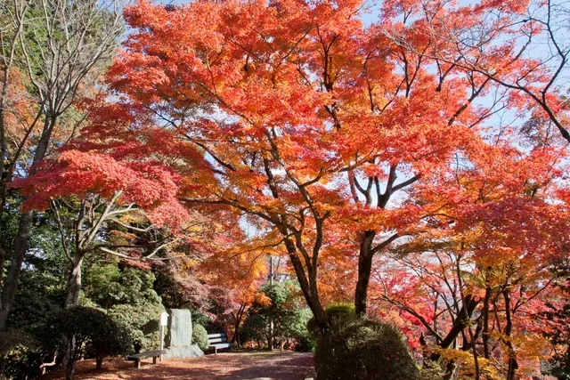 【紅葉・見ごろ】金刀比羅宮_1
