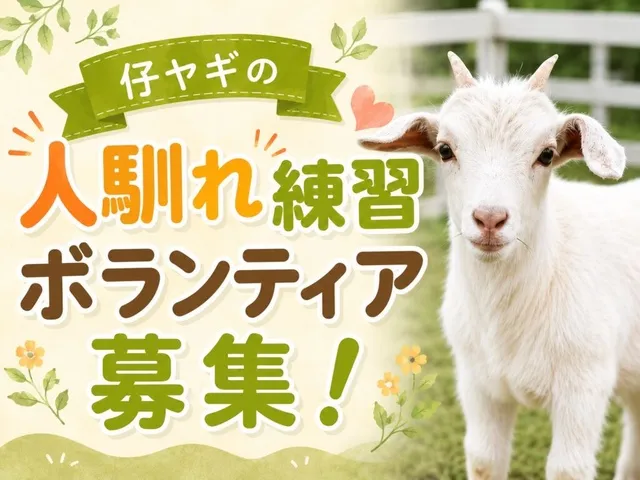 仔ヤギの人馴れボランティア_1