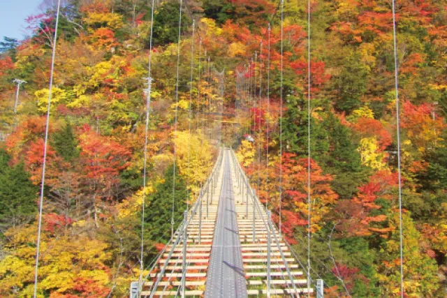 【紅葉・見ごろ】畑薙大吊橋_1