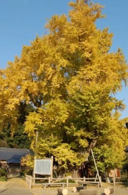 【紅葉・見ごろ】琴の大銀杏_1