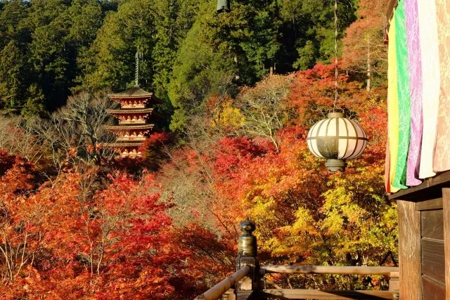 【紅葉・見ごろ】長谷寺_1