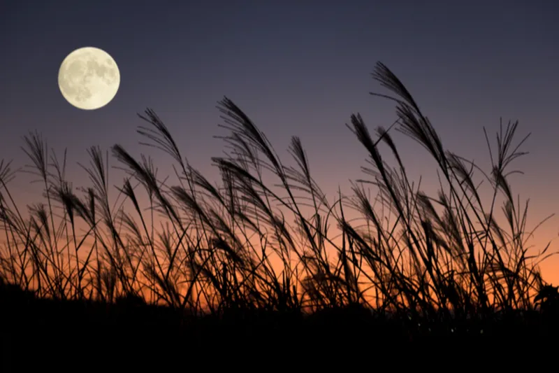 お月見イベント