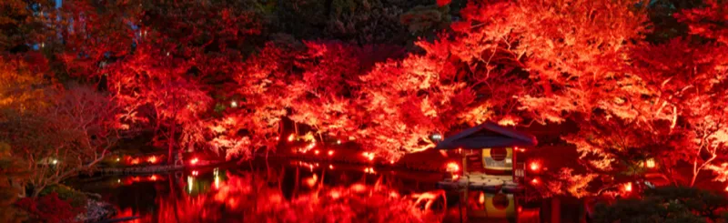 紅葉ライトアップ
