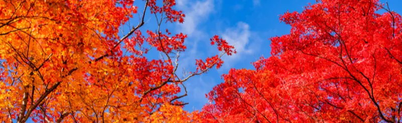 紅葉情報