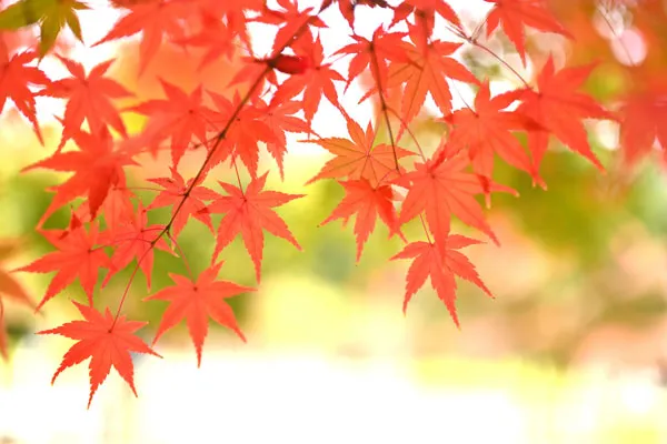 紅葉祭り・イベント