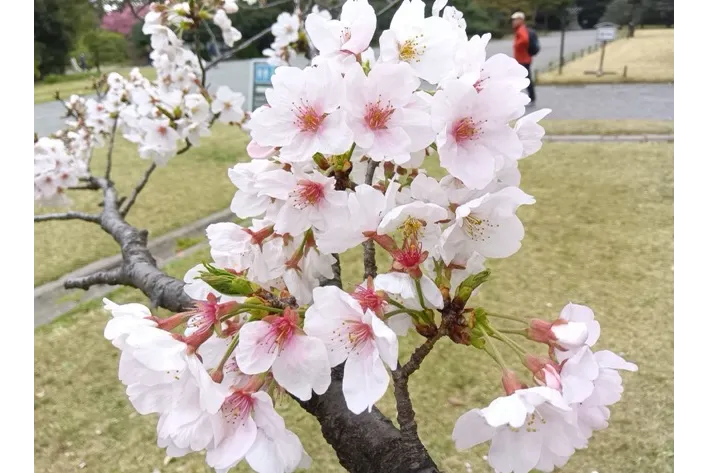 ソメイヨシノ