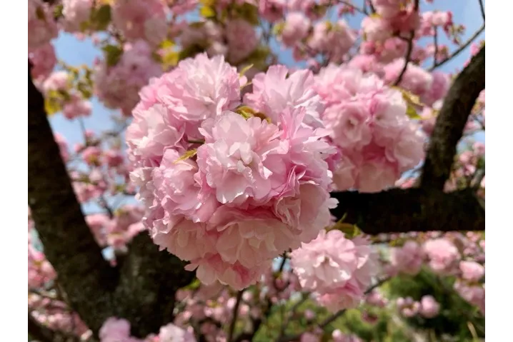 ヤエベニトラノオ