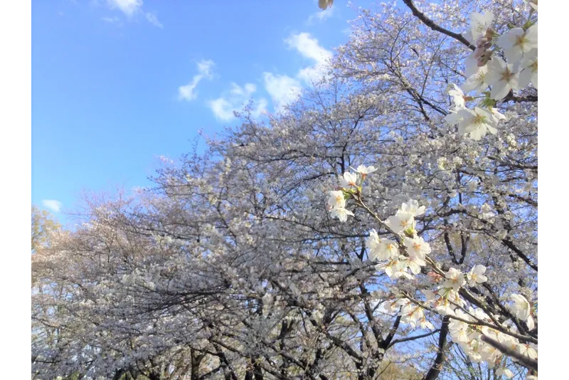 赤塚公園の桜・花見情報_1