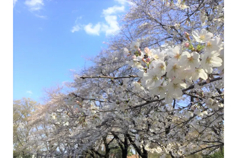 赤塚公園の桜・花見情報_2