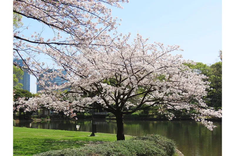 北の丸公園_1