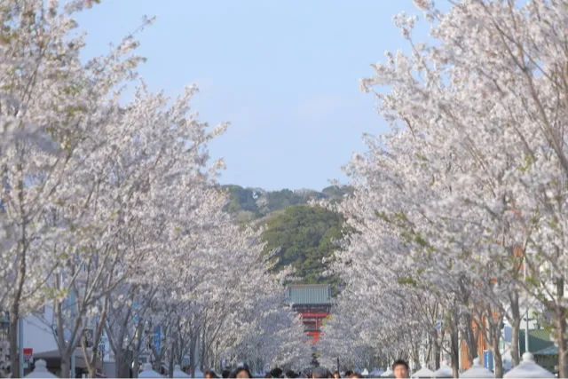 段葛の桜・花見情報_1