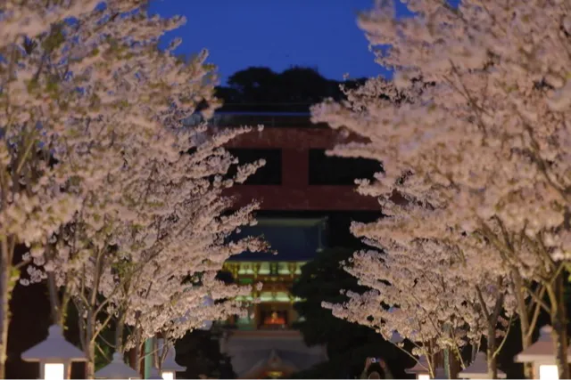 段葛の桜・花見情報_2