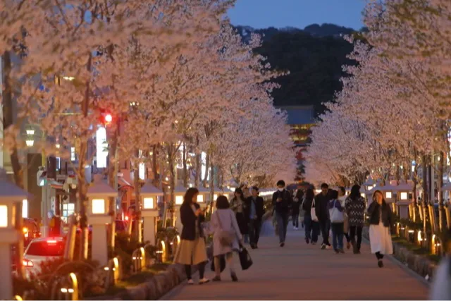 段葛の桜・花見情報_3