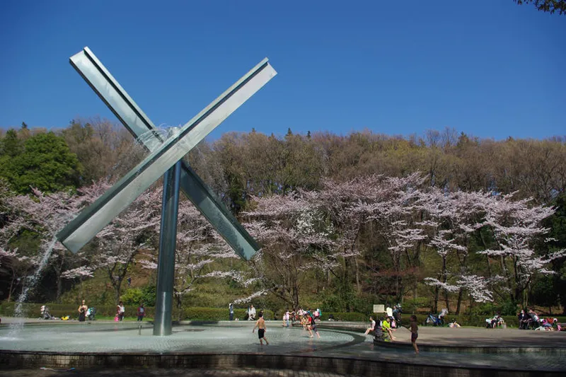 芹ヶ谷公園の桜・花見情報_1
