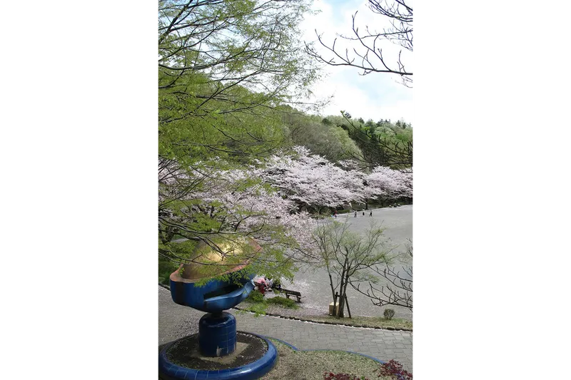 芹ヶ谷公園の桜・花見情報_2