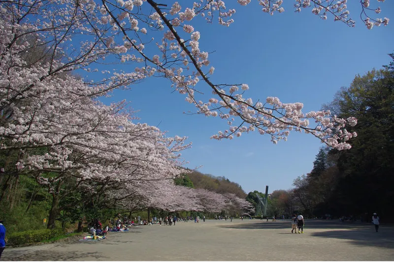 芹ヶ谷公園の桜・花見情報_3