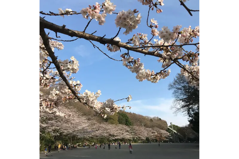 芹ヶ谷公園の桜・花見情報_4