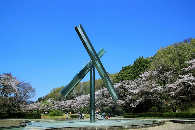 芹ヶ谷公園の桜・花見情報_5