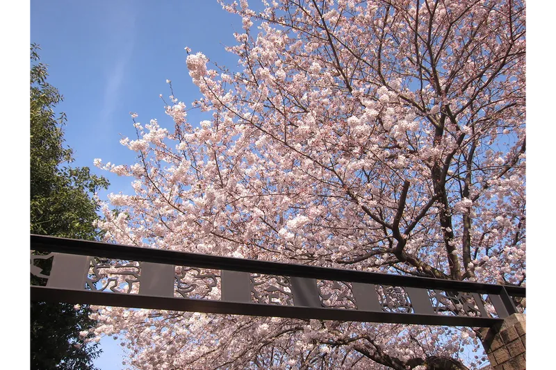 芹ヶ谷公園の桜・花見情報_6