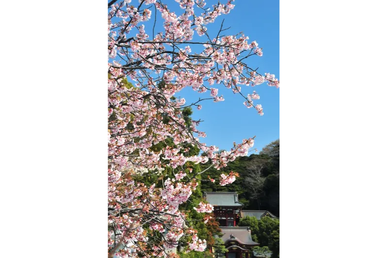 鶴岡八幡宮_3