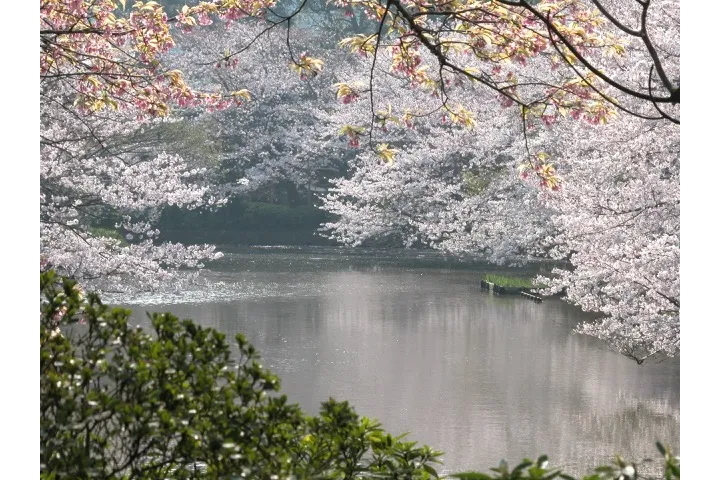 鶴岡八幡宮_4