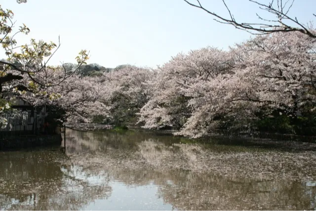 鶴岡八幡宮_5