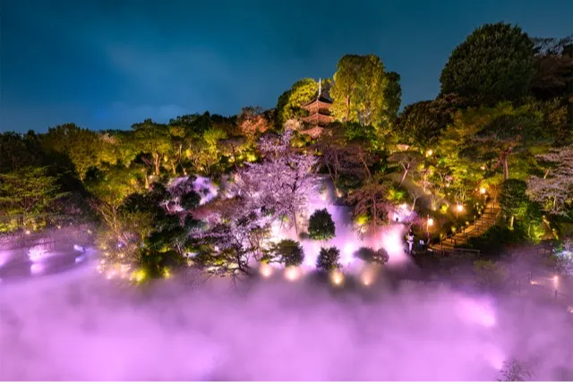 夜桜雲海