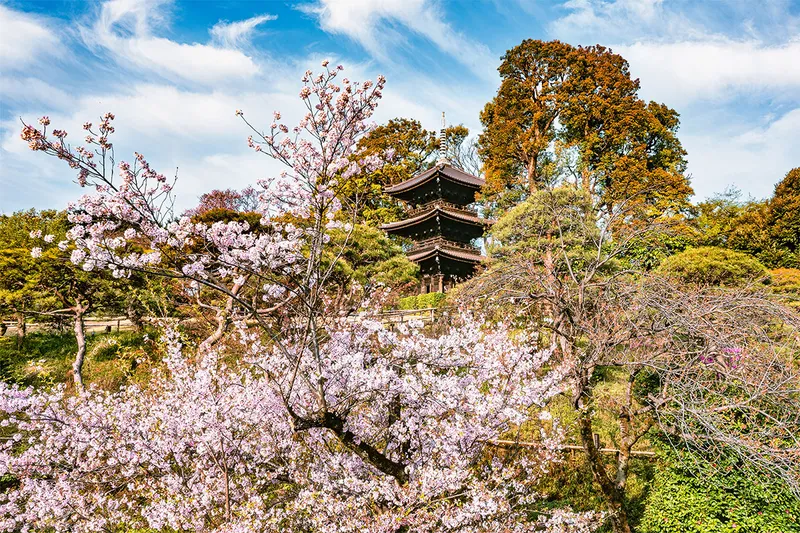 ホテル椿山荘東京の桜・花見情報_2