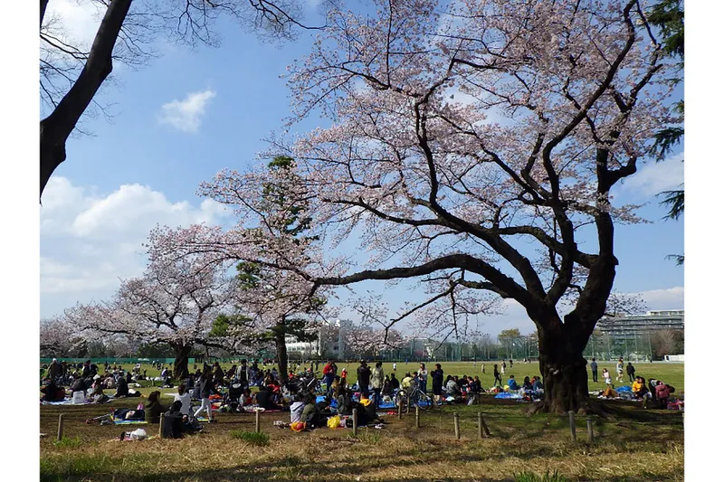 武蔵野中央公園_3