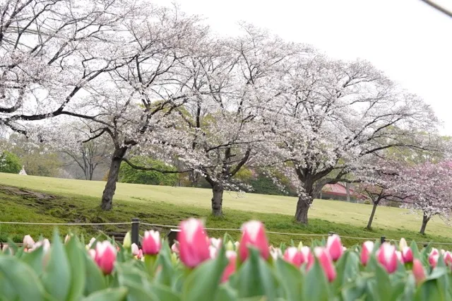 中央広場