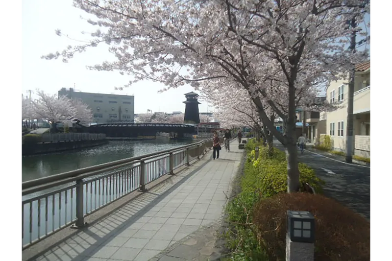 新川千本桜の桜・花見情報_2
