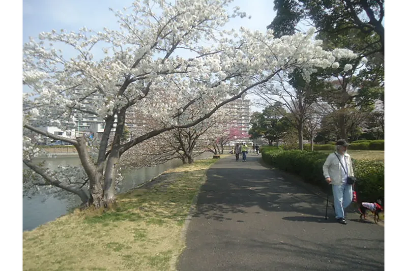 新左近川親水公園の桜・花見情報_1
