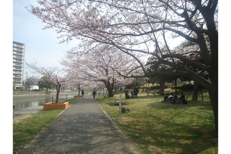 新左近川親水公園の桜・花見情報_2