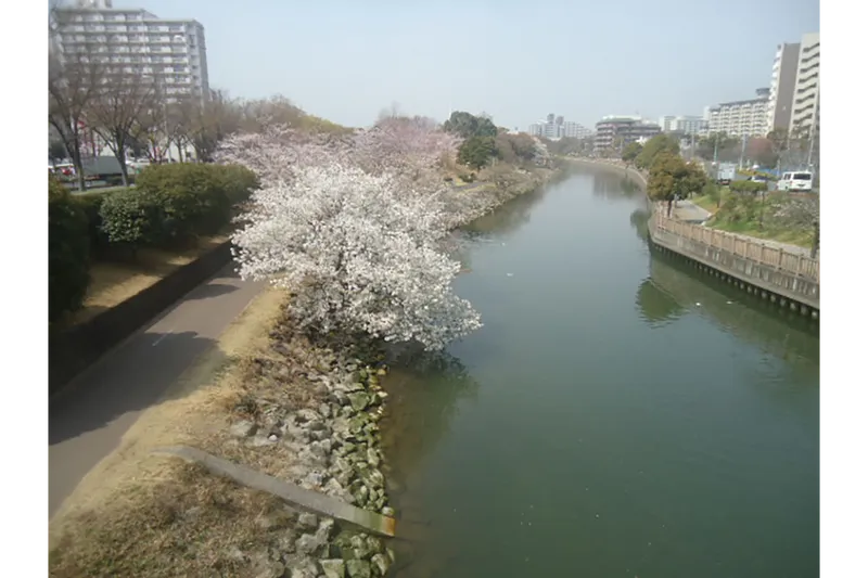 新左近川親水公園の桜・花見情報_3