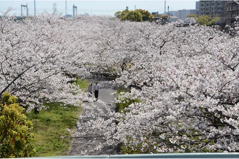 小松川千本桜_1