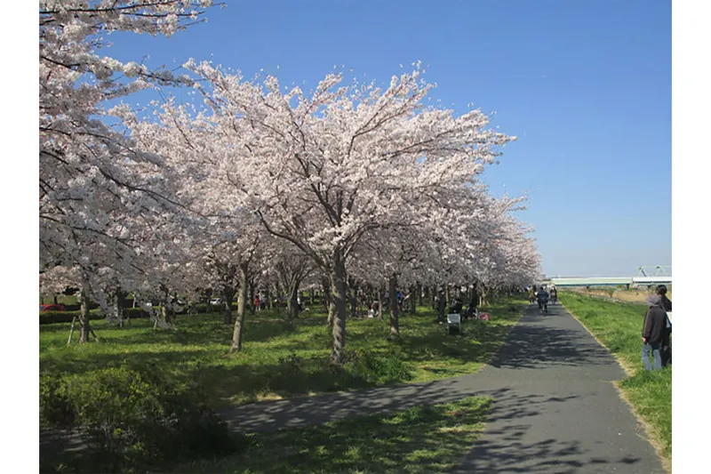 小松川千本桜_3