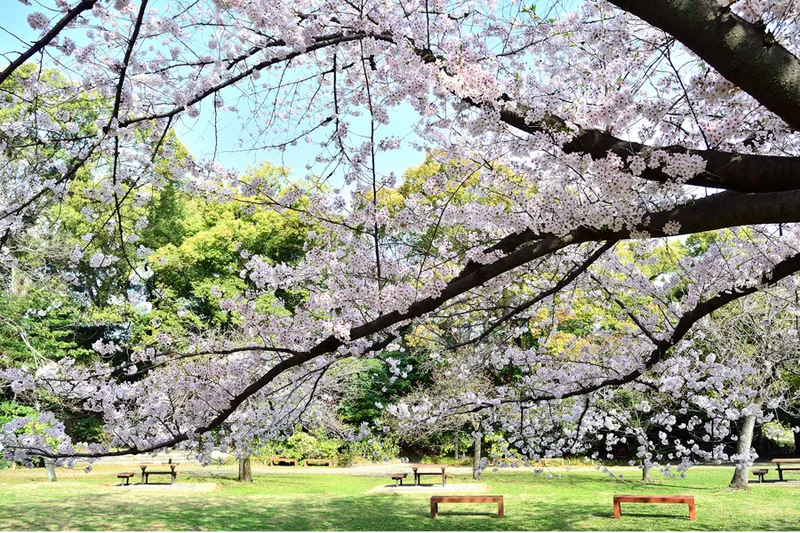 清澄庭園の桜・花見情報_2