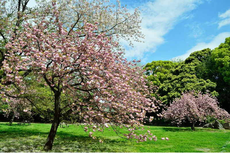 清澄庭園の桜・花見情報_3
