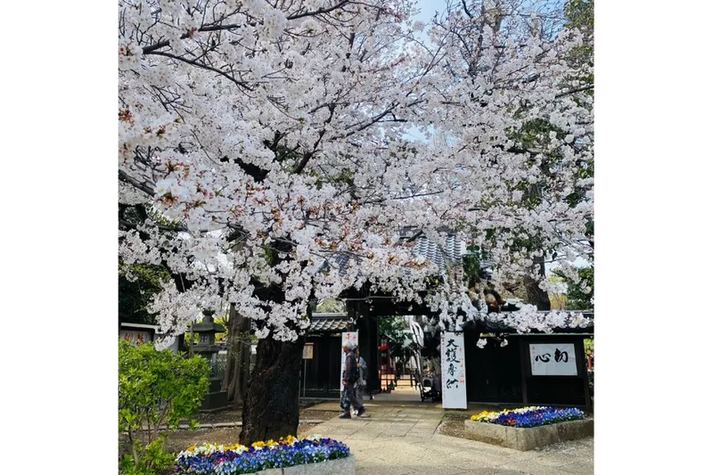 等々力不動尊の桜・花見情報_1