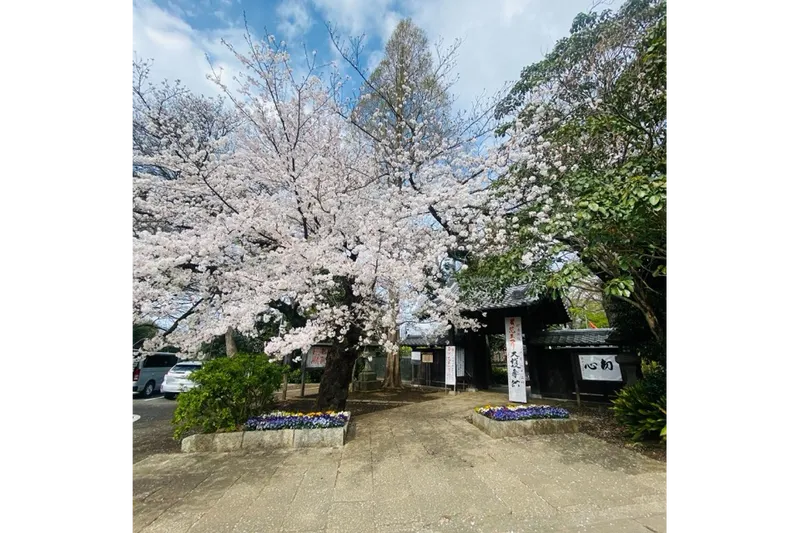 等々力不動尊の桜・花見情報_2
