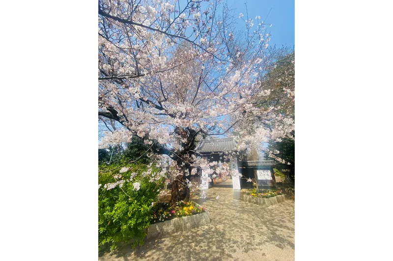 等々力不動尊の桜・花見情報_2